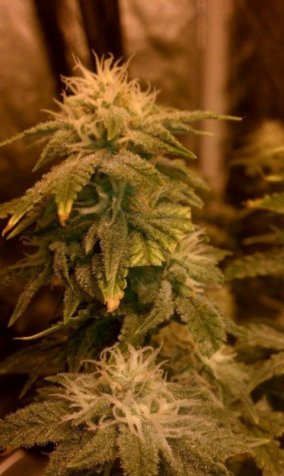 Hercules#Killing Fields#Extrema 4k Coco Grow Show!!(Start to Finish)