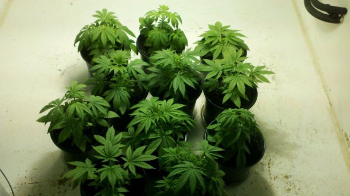 East Coast Royal Diesel