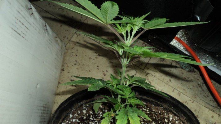 White Fire OG Pheno Hunt