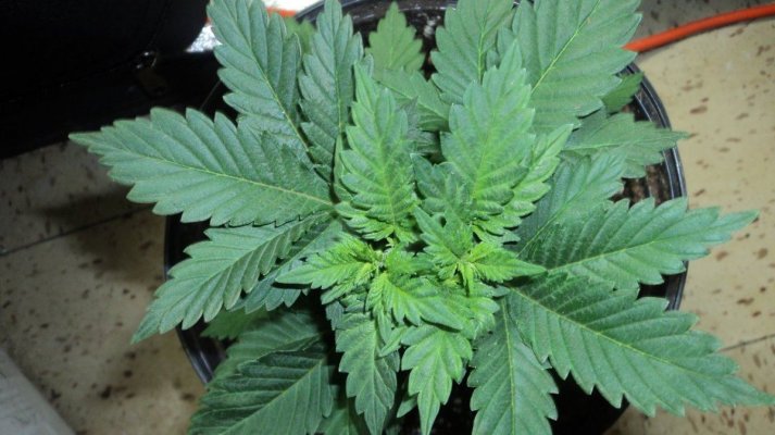 White Fire OG Pheno Hunt