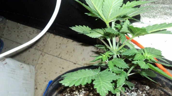 White Fire OG Pheno Hunt