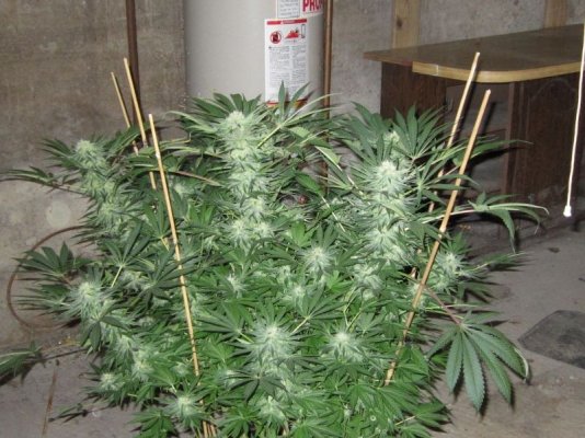 OG Raskal, White Strawberry and White Romulan
