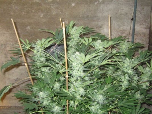 OG Raskal, White Strawberry and White Romulan