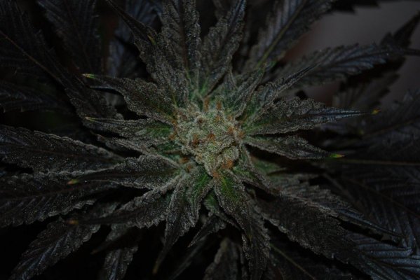 Alien Genetics Photos