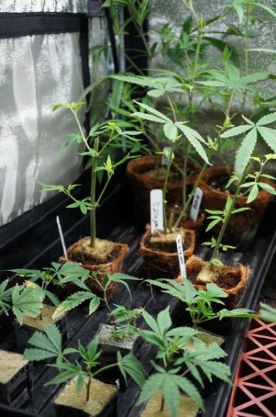 Clone tent 05 Clone tent 05