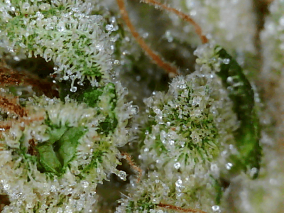 Got a Fancy Microscope and took some nugs shots