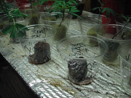 homebrew420s-xxx-og-x-magic-merlin-started-2-beans-2.jpg