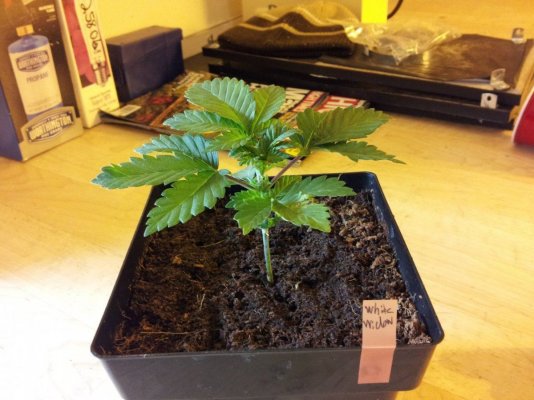 Dinachem, Blue OG, White Widow, Auto Diesel, Auto Ultraviolet. PBP/Canna Coco