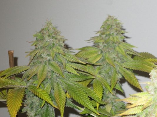Alien Genetics Photos