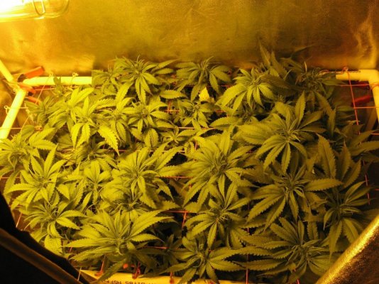 My out of this World LAD Grow