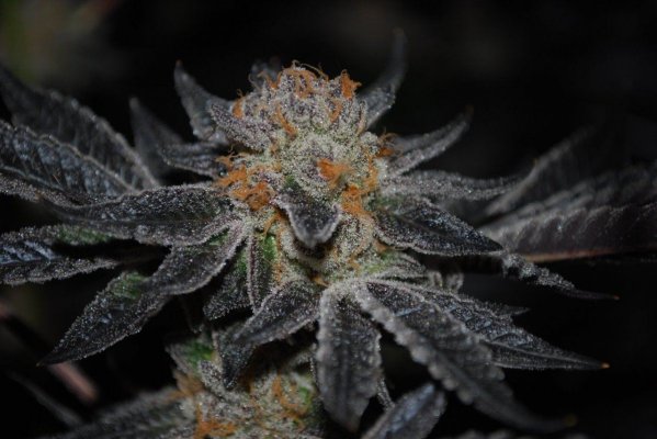 Girl Scout Cookies