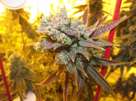 MoonDawg F2's by Loompa