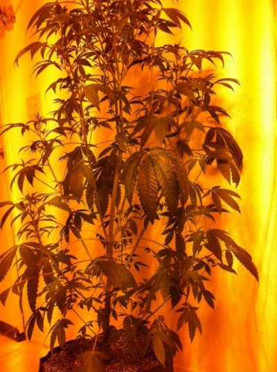 PETER TOSH Done with care.. By a rook    ; )