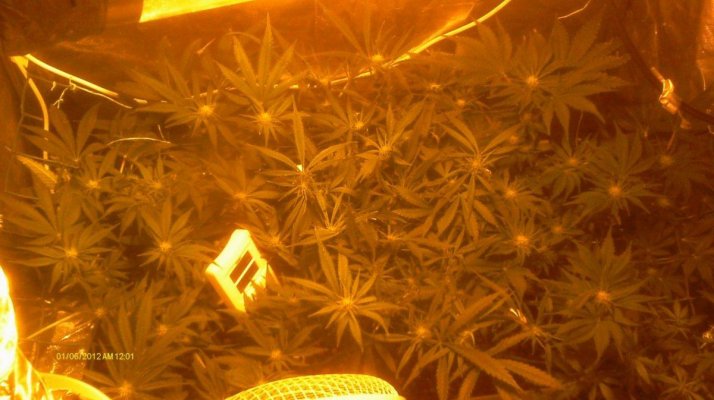 White Widow,Blue Widow & LLLLLLemon skunk 400w