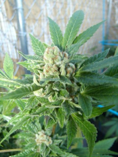 Push of a new bill that would legalize marijuana in Hawaii