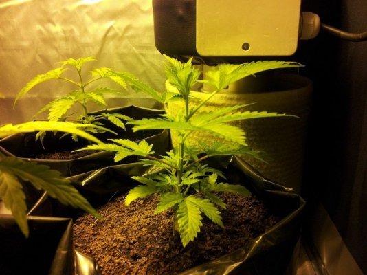 Dinachem, Blue OG, White Widow, Auto Diesel, Auto Ultraviolet. PBP/Canna Coco
