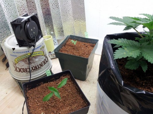 Dinachem, Blue OG, White Widow, Auto Diesel, Auto Ultraviolet. PBP/Canna Coco