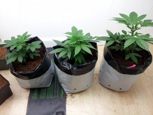 Dinachem, Blue OG, White Widow, Auto Diesel, Auto Ultraviolet. PBP/Canna Coco