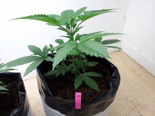 Dinachem, Blue OG, White Widow, Auto Diesel, Auto Ultraviolet. PBP/Canna Coco