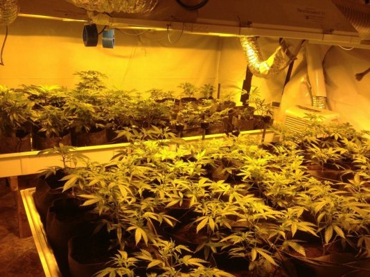 bodhi-head-trip-grow-2.jpg