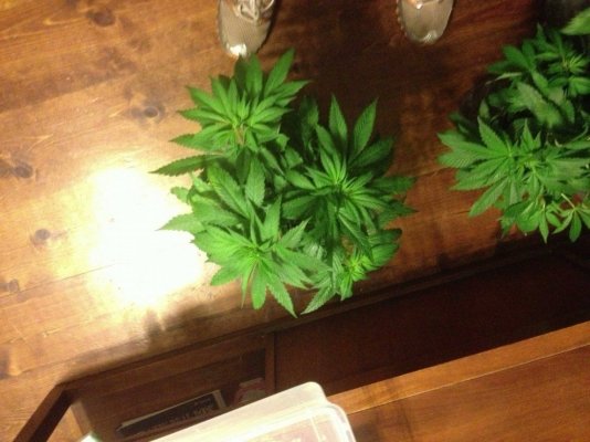 bodhi-head-trip-grow-4.jpg