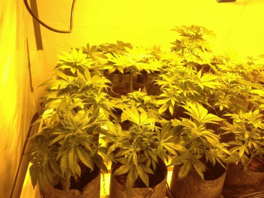 bodhi-head-trip-grow-5.jpg