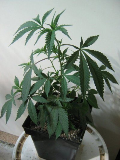 Tropicomaclone128