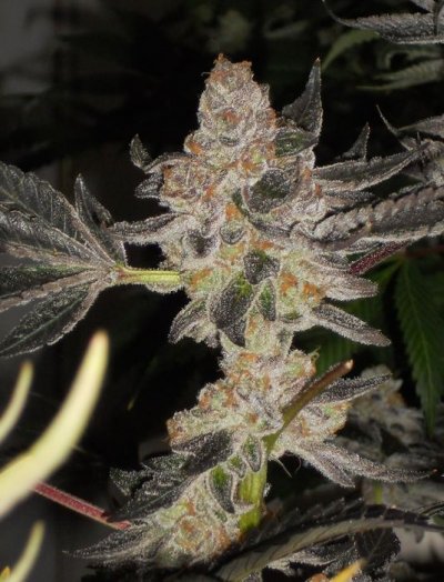 Girl Scout Cookies & Friends