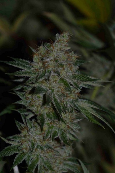 WIFI OG day 63