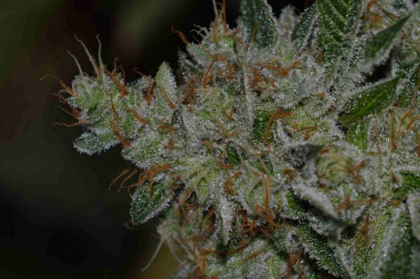 WIFI OG day 63