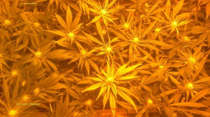 White Widow,Blue Widow & LLLLLLemon skunk 400w
