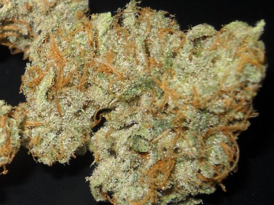Picnic Basket OG and Sour Patch Kush bud shots ~SMF~