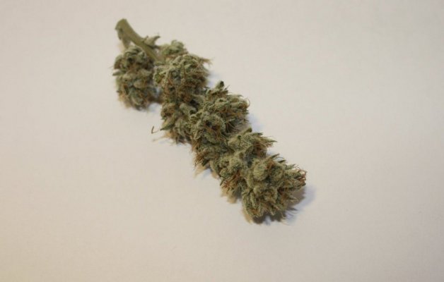Alien Genetics - Grow Log from Seed - Pure Coco, CO2