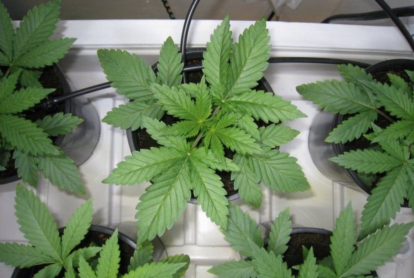 Meeks' 2013 Dapper Grow Log