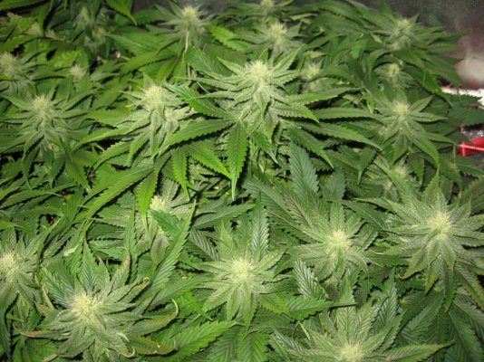 My out of this World LAD Grow