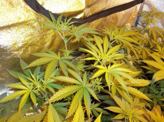 Goji Og from seed TLO(d420dool's way)