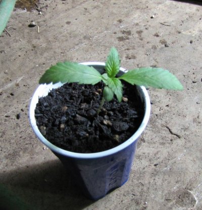 Upstate, Mango and Kushage