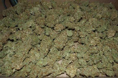 Rare Dankness 2013
