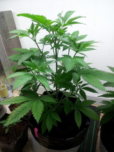 Dinachem, Blue OG, White Widow, Auto Diesel, Auto Ultraviolet. PBP/Canna Coco