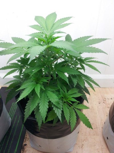 Dinachem, Blue OG, White Widow, Auto Diesel, Auto Ultraviolet. PBP/Canna Coco