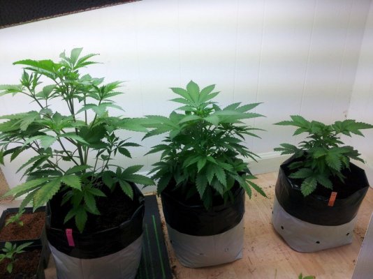 Dinachem, Blue OG, White Widow, Auto Diesel, Auto Ultraviolet. PBP/Canna Coco