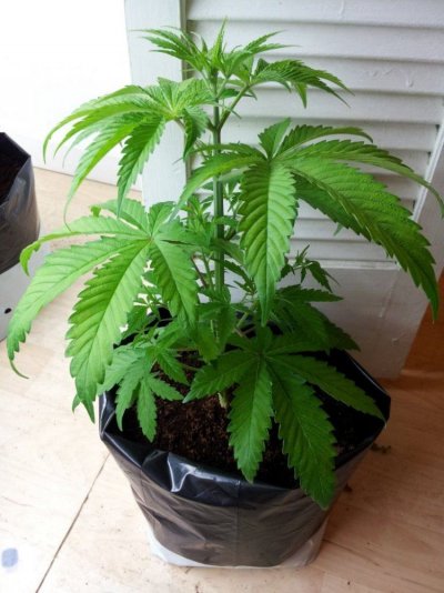 Dinachem, Blue OG, White Widow, Auto Diesel, Auto Ultraviolet. PBP/Canna Coco