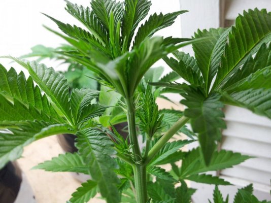 Dinachem, Blue OG, White Widow, Auto Diesel, Auto Ultraviolet. PBP/Canna Coco