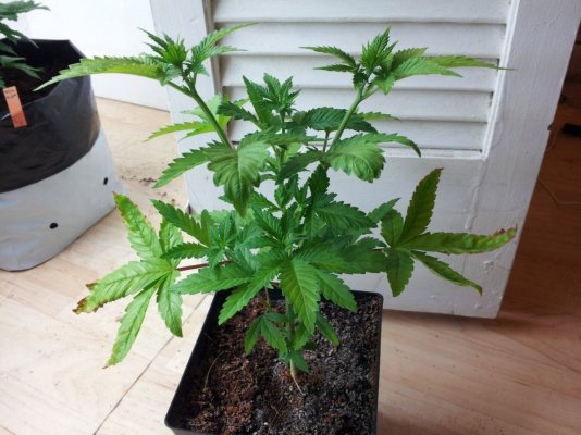 Dinachem, Blue OG, White Widow, Auto Diesel, Auto Ultraviolet. PBP/Canna Coco