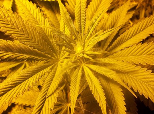 Goji Og from seed TLO(d420dool's way)