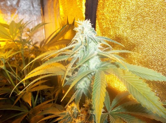 Goji Og from seed TLO(d420dool's way)