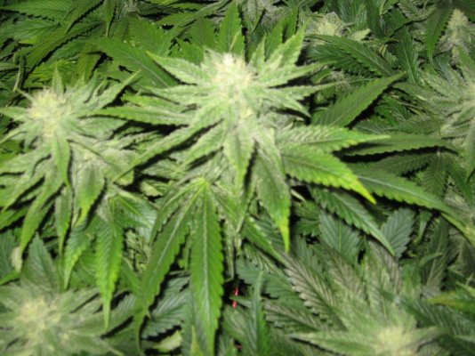 My out of this World LAD Grow