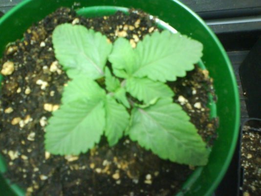 la-confidential--sensi-star.jpg