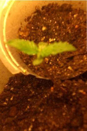 whatz-up-farmerz-first-newbee-growbox-with-first-grow-plz-comment.jpg