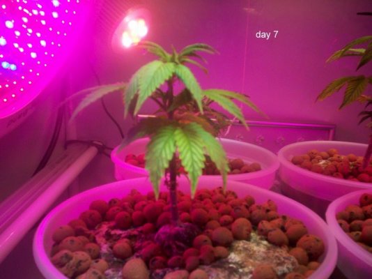 new-ledcfl-grow-growing-green-2.jpg